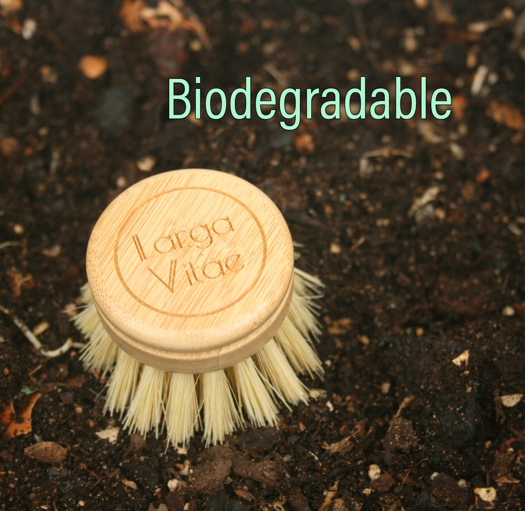 biodegradable wooden dish brush head with tampico bristles sitting in soil