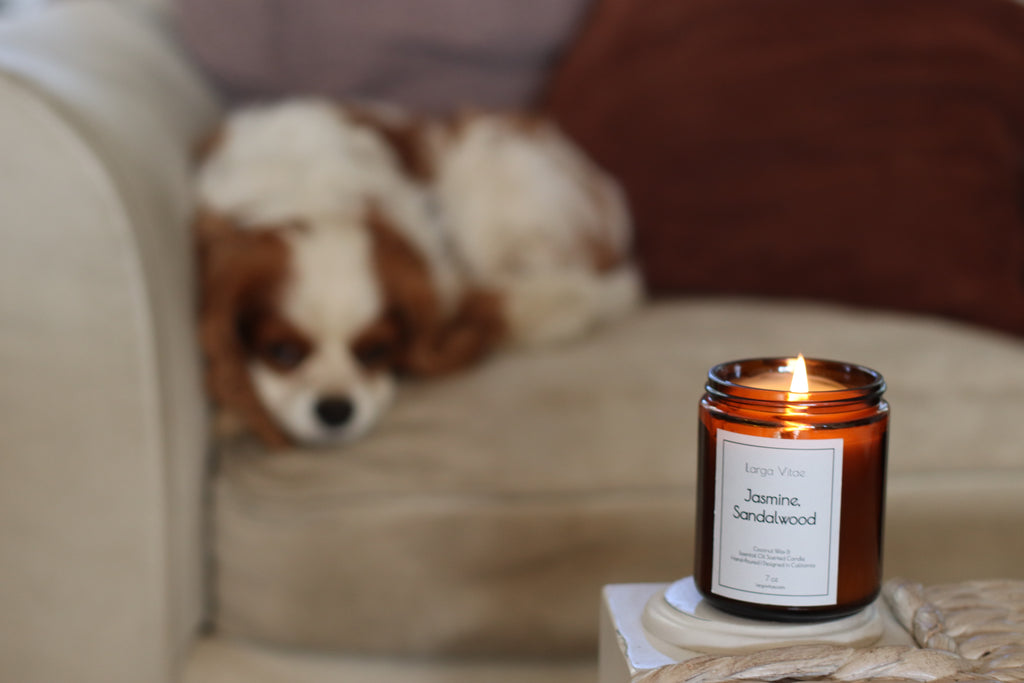 Pet safe Jasmine Sandalwood on a table with a dog lying on a couch in the background