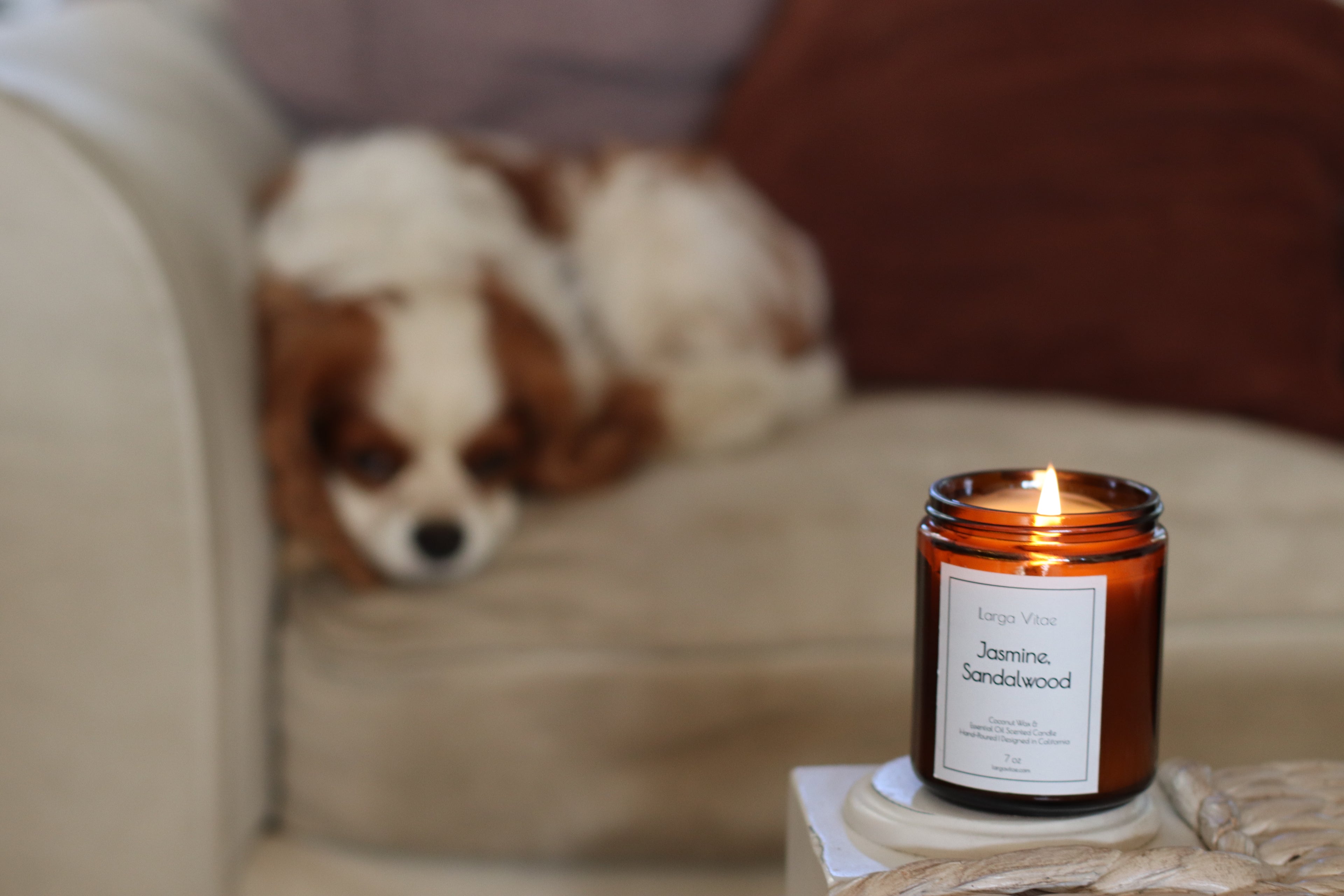 Pet safe Jasmine Sandalwood on a table with a dog lying on a couch in the background