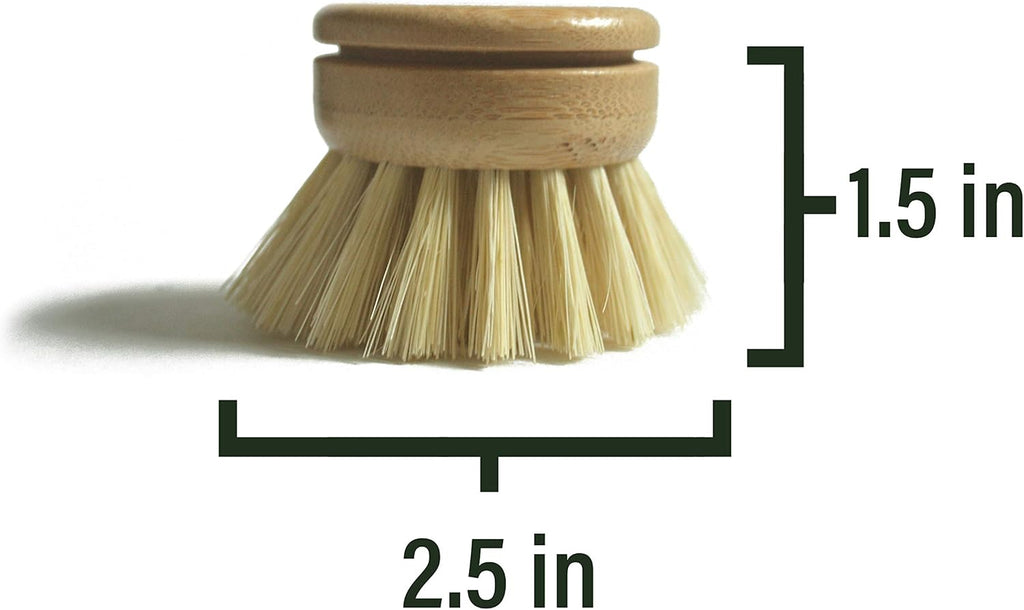 natural fiber bamboo dish brush head measuring 1.5 inch in height and 2.5 inches diameter bristles on a white background